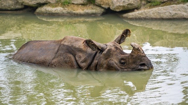 nosorožec ve vodě