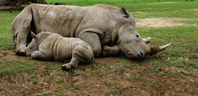 matka a syn nosorožec