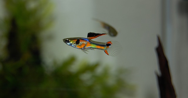 barevná rybička