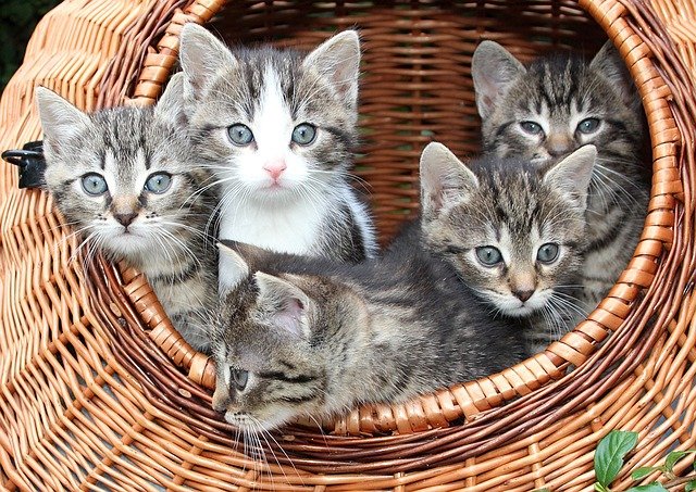 koťata v koši