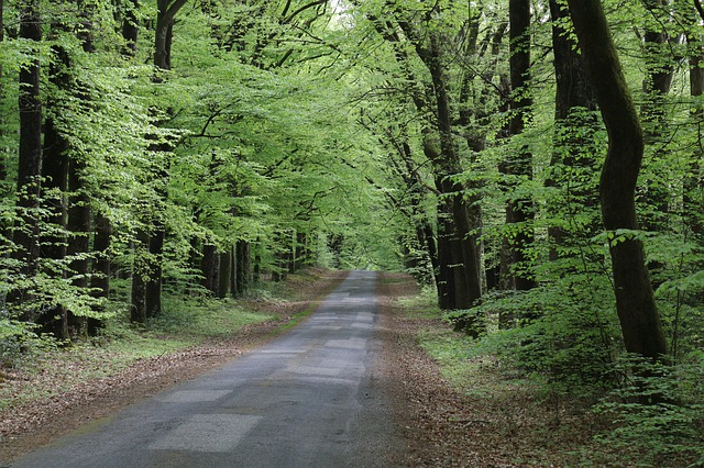 listnatý les, cesta.jpg