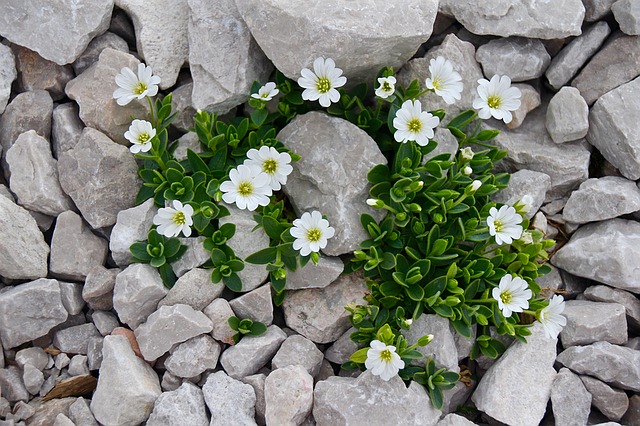 Bíle kvetoucí skalničky.jpg
