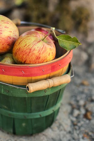 Jablka v kbelíku 